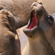 Image for article titled The Biggest Hints Our Sweetheart Dropped In 2020 That She’s A Selkie, The Woman-Seal Hybrid From Celtic Folklore